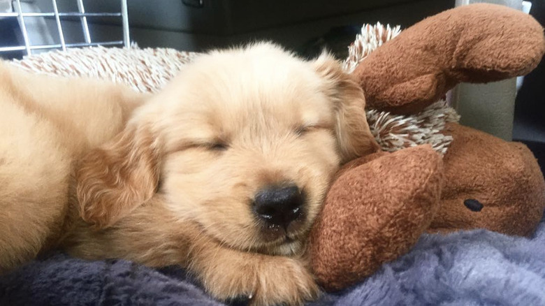 golden retriever puppy taking a nap with a stuffed animal.