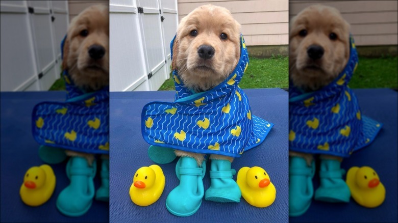 golden puppy in raincoat and galoshes.