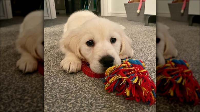 golden puppy with rope toy.