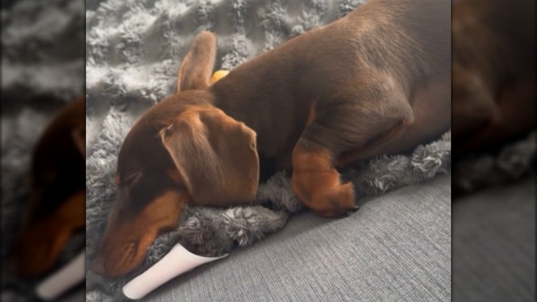 A dachshund lying on a gray blanket.