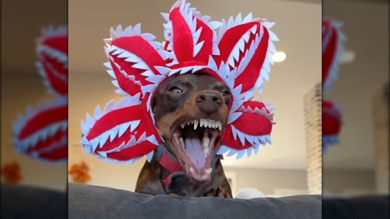 An open-mouthed dachshund dressed as the demodog from "Stranger Things."