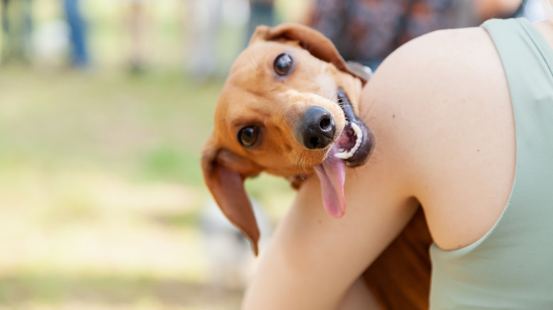 A brown dachshund with its tongue sticking out poking its head over its owner's shoulder.