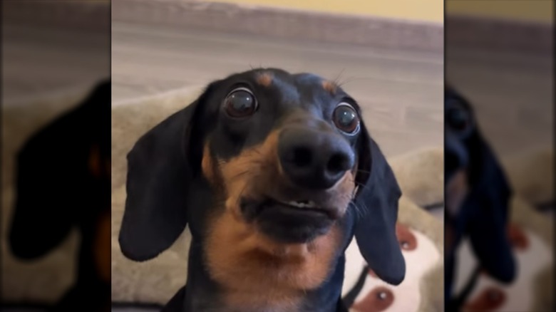 A wide-eyed dachshund leaning its head back.