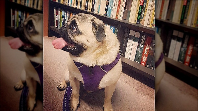 dog stares at people in bookstore