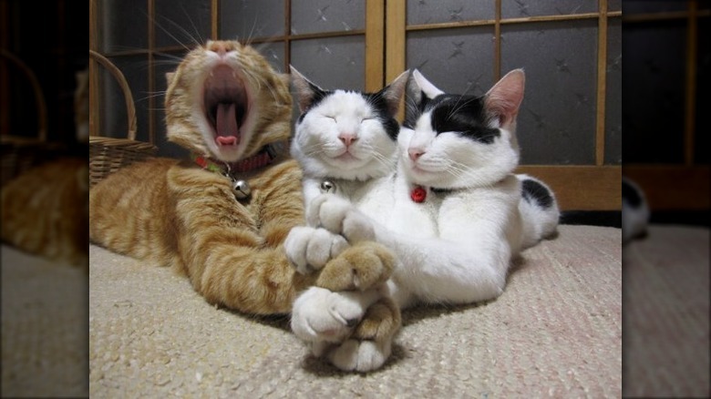 three cats cuddling