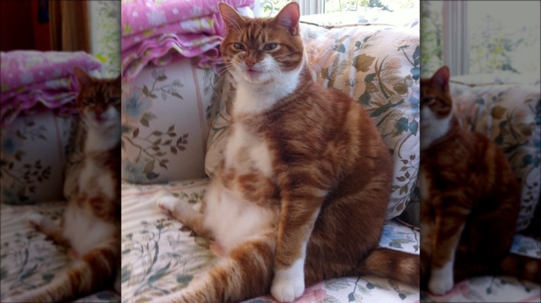 A fat cat snarling