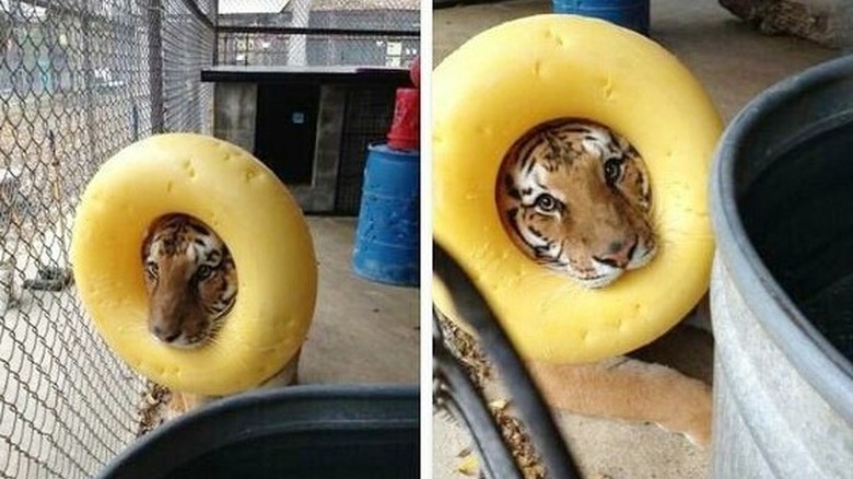 Tiger maybe pretending to be a lion