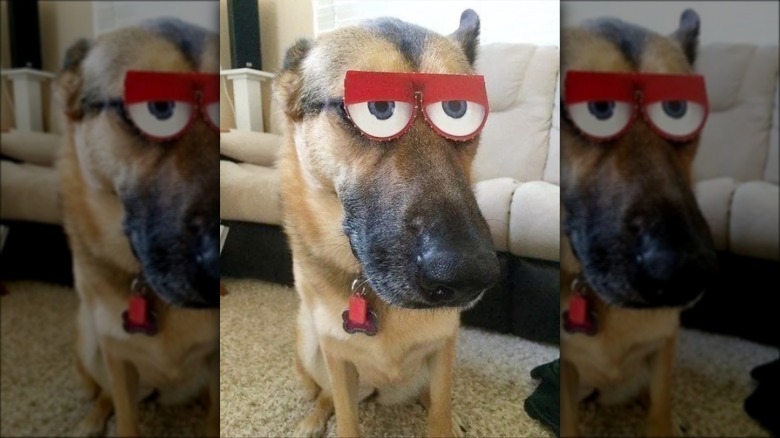 Dog with fake, funny eyes