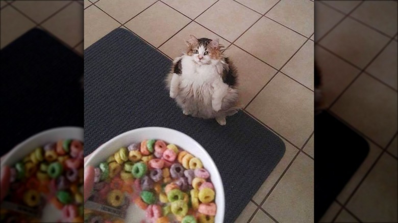 cat would like cereal