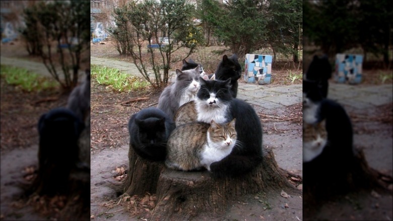 7 cats sitting on the same tree stump