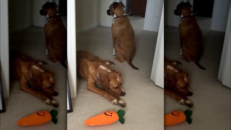 dog inches her way into man's office where she is not allowed