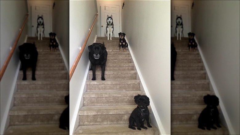 dogs pose for photograph on staircase