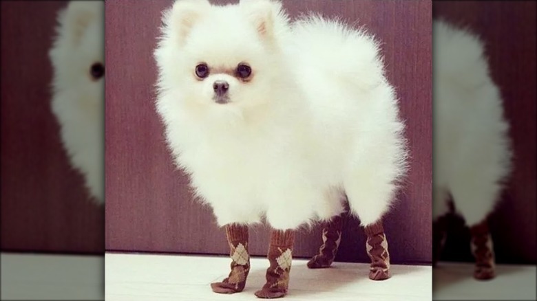 A Pomeranian wearing socks