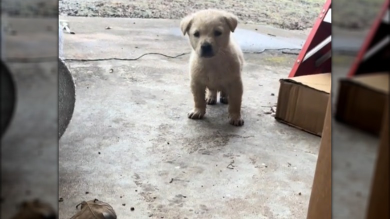 A small white puppy sitting on a concrete floor.