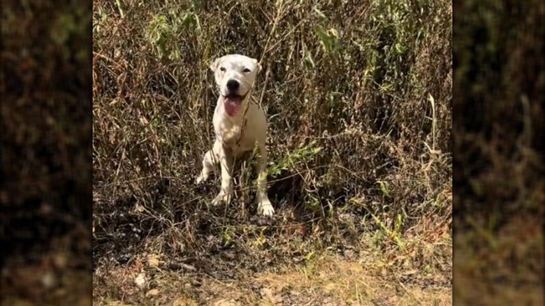 A whiite dog sitting in a bush.