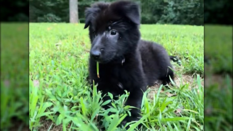 A black puppy lying in grass.