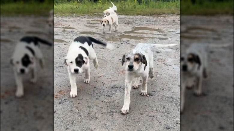 Multiple puppies walking in a muddy area.