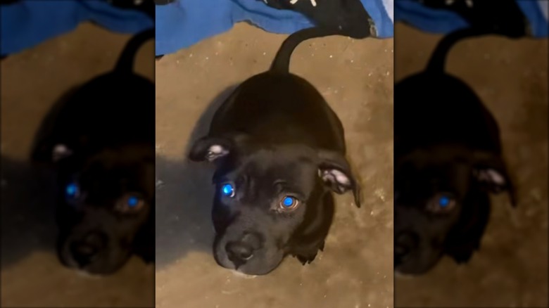 A black puppy sitting on a dirt floor and looking up at the sky.