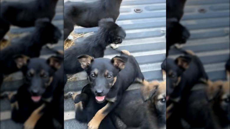 Black and tan puppies playing in a truck bed.