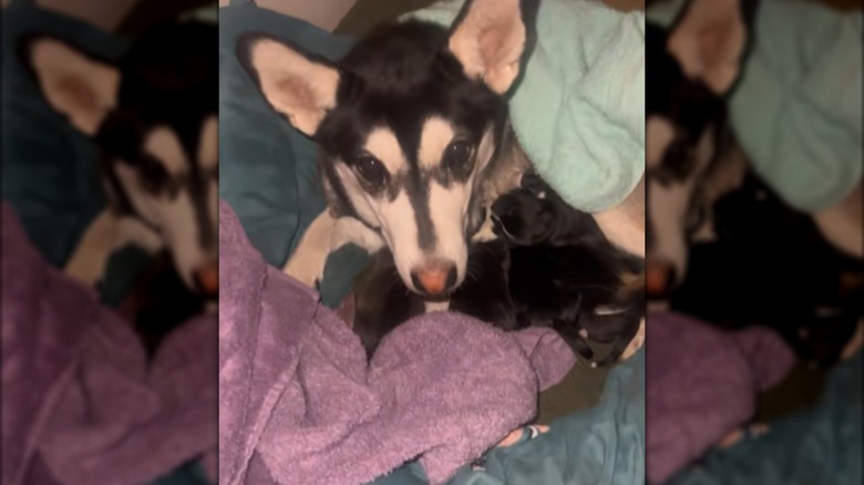 A husky cuddling with multiple black puppies.