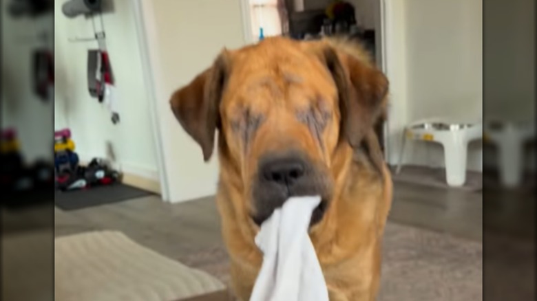 An blind dog standing indoors with a white towel in its mouth.
