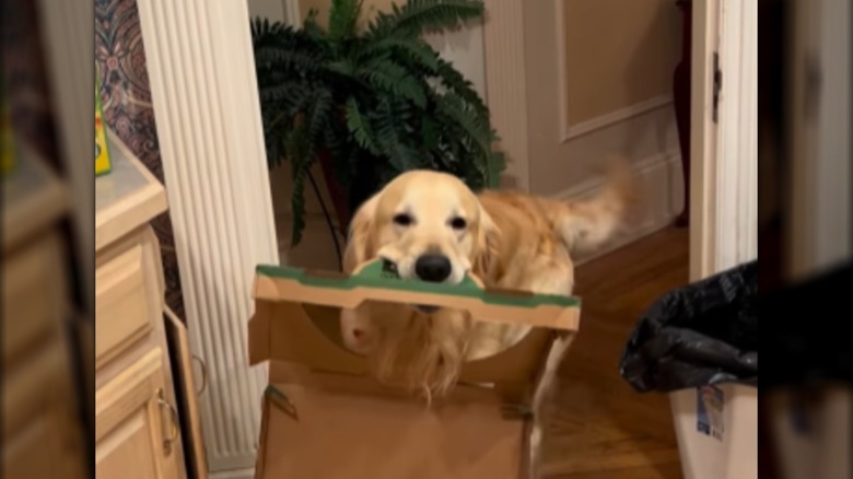 A golden retriever holding a pizza box in its mouth.