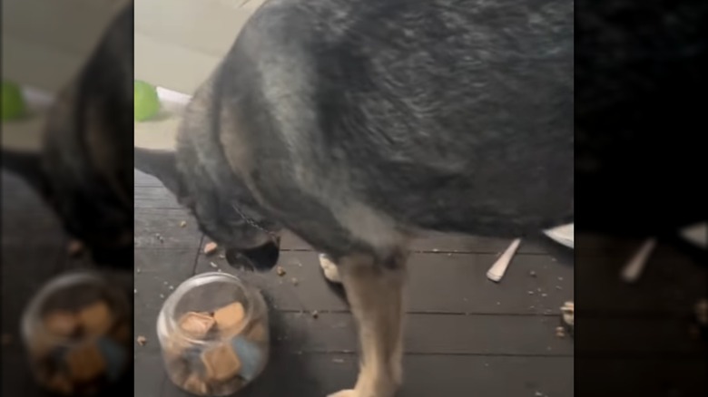 A dog eating cookies next to an open cookie jar.
