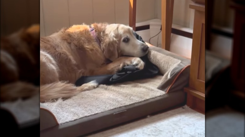 A white-face golden retriever lying on a dog bed.