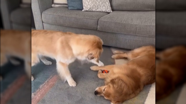 Two golden retrievers playing in a living room.
