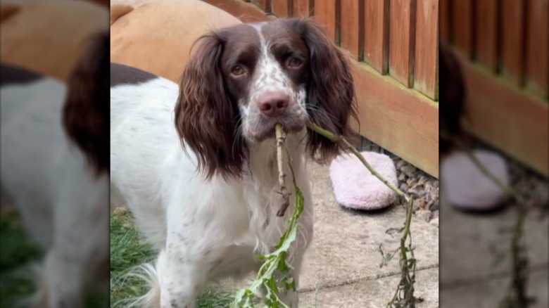 An English springer spaniel standing outdoors with a branch in its mouth.