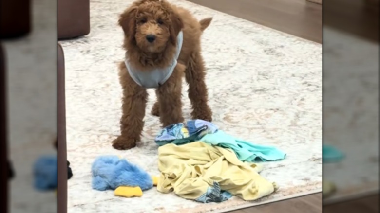 A brown dog in a shirt standing by a pile of laundry.