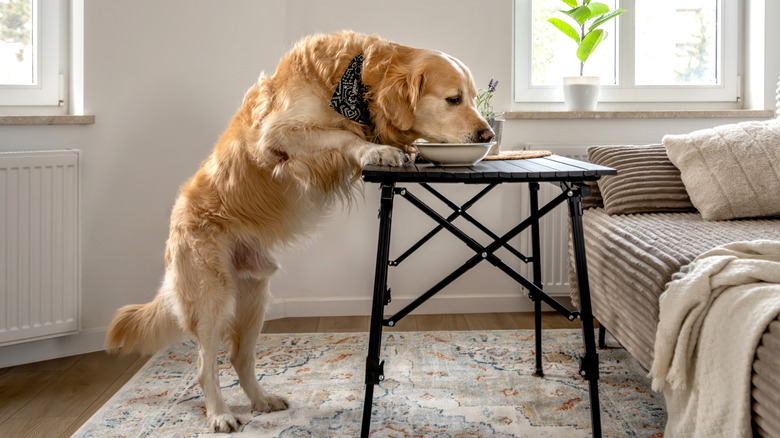 A golden retriever standing on it's hind legs to steal food off a table.