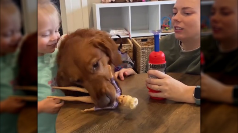 A golden retriever grabbing a barbie while a little girl and a woman watch.