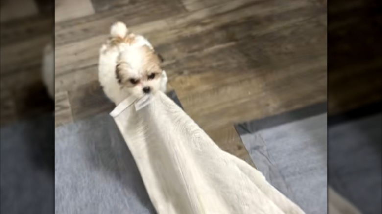 A tiny maltipoo puppy dragging a large towel.