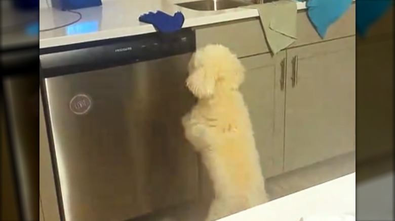 A small dog standing on its hind legs to reach an oven mitt.