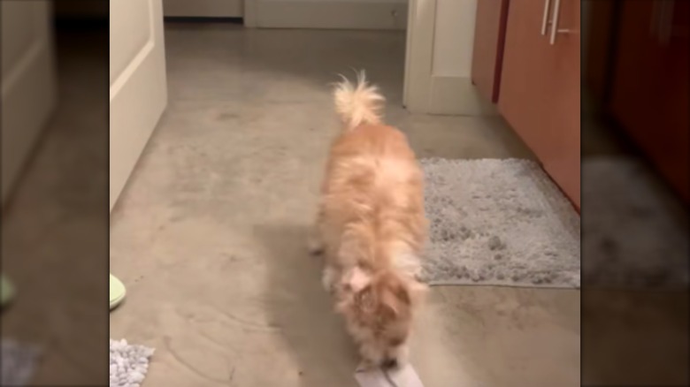 A small blond dog looking at clothing on the bathroom floo.