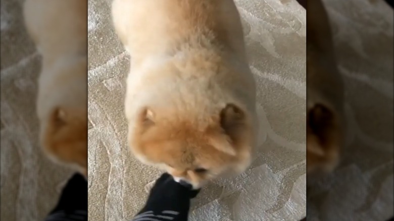 A fluffy pomeranian biting someone's foot.