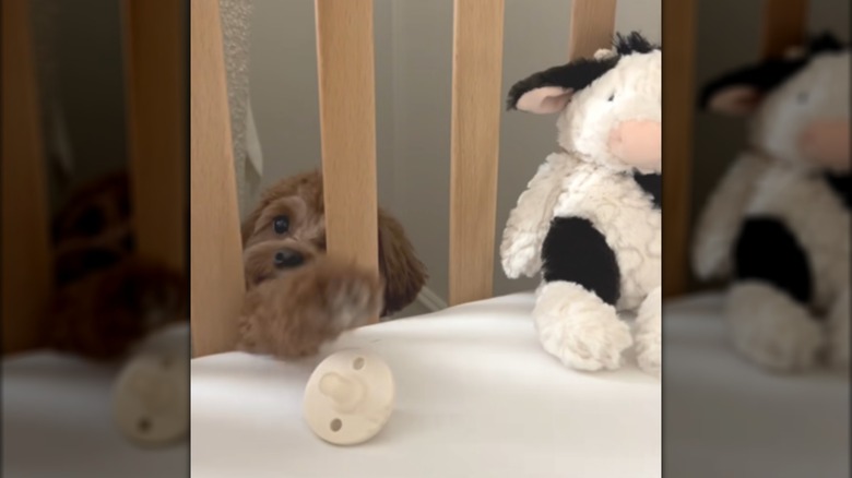 A brown dog reaching into a crib for a pacifier.