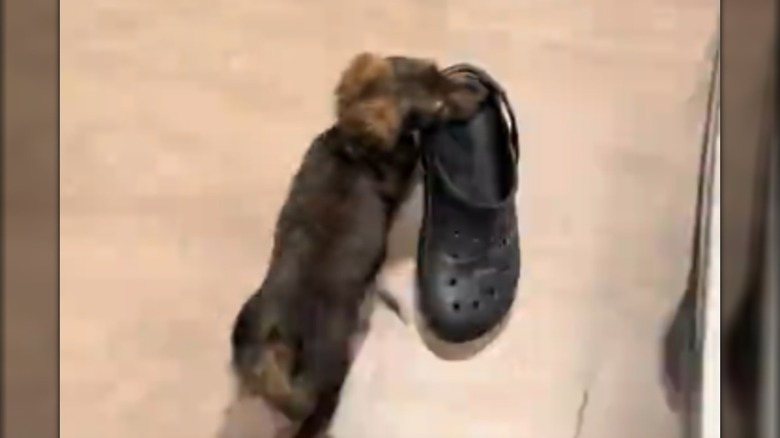 A chocolate-colored dachshund carrying a sandal in it's mouth.