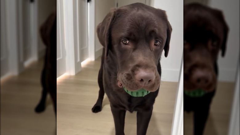 A chocolate lan standing in a hallway with a green ball in its mouth.