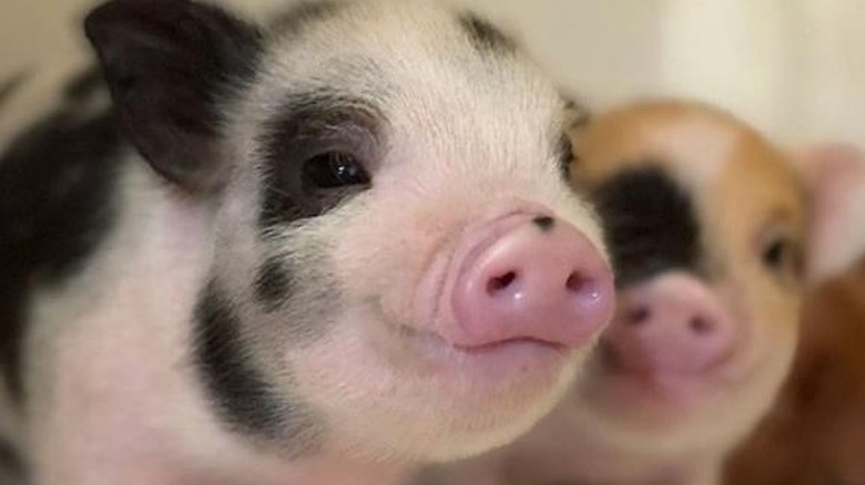 Black spotted piglet