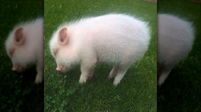 Pig sniffing lawn