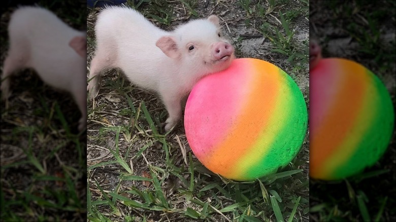 Pig with beach ball