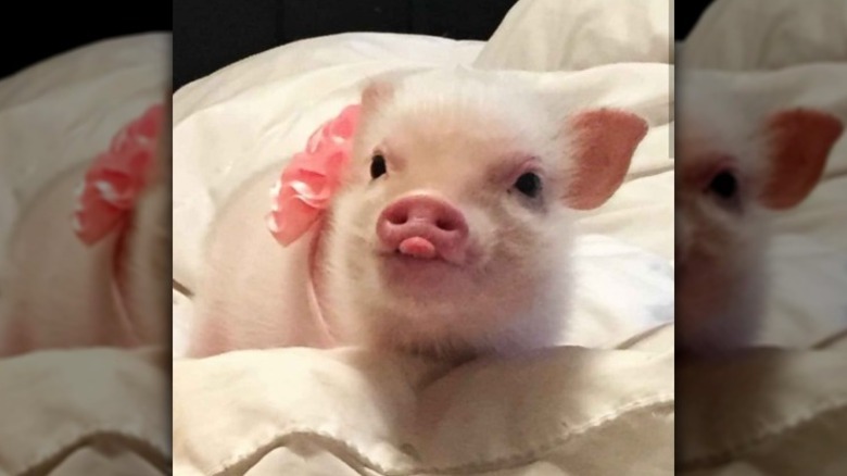 Pig with its tongue sticking out