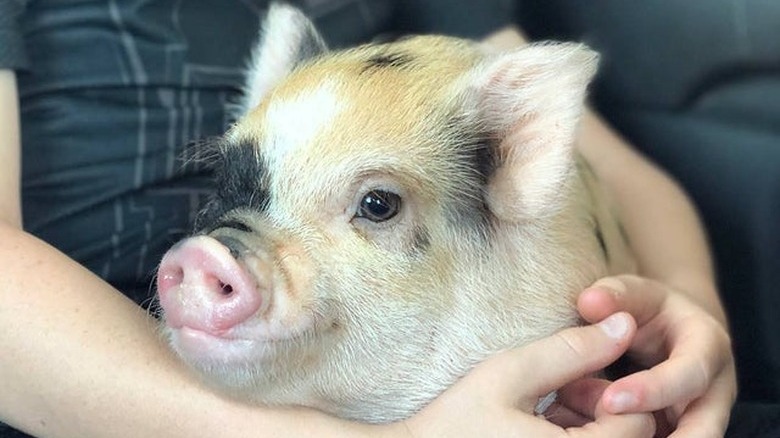 Pig on someone's lap