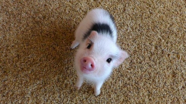 Cute piglet
