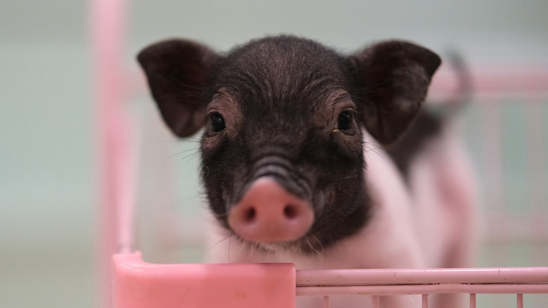 Teacup pig