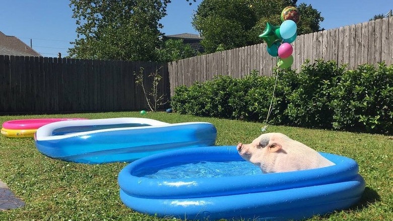 Pig in wading pool