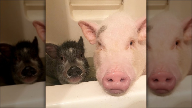 Two pigs in a bathtub