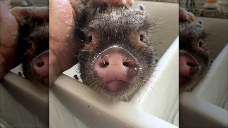 Pig getting a bath in a kitchen sink